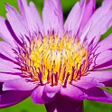 slides/IMG_7865.jpg water lily, flower, petal, colour, pink, gold, sun, light, macro, thailand SEAT18 - Water Lily